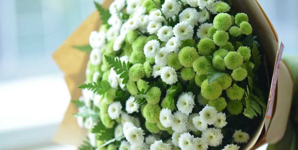 Hoa cúc calimero và điều cần biết