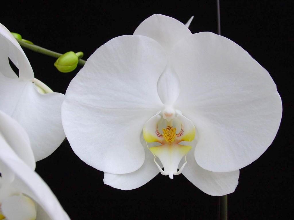 Hoa phong lan trắng nét đẹp tinh khiết
