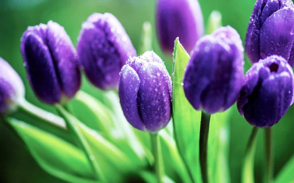 hoa-tulip hoa-tulip