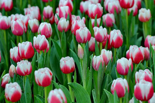 hoa-tulip hoa-tulip