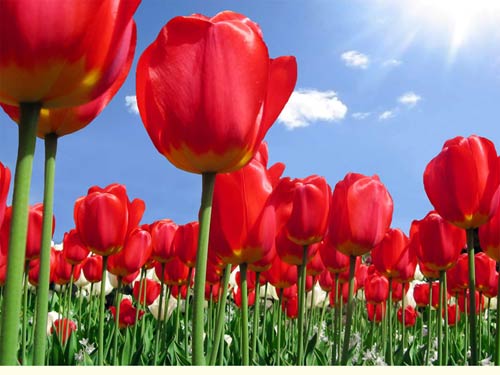 hoa-tulip hoa-tulip