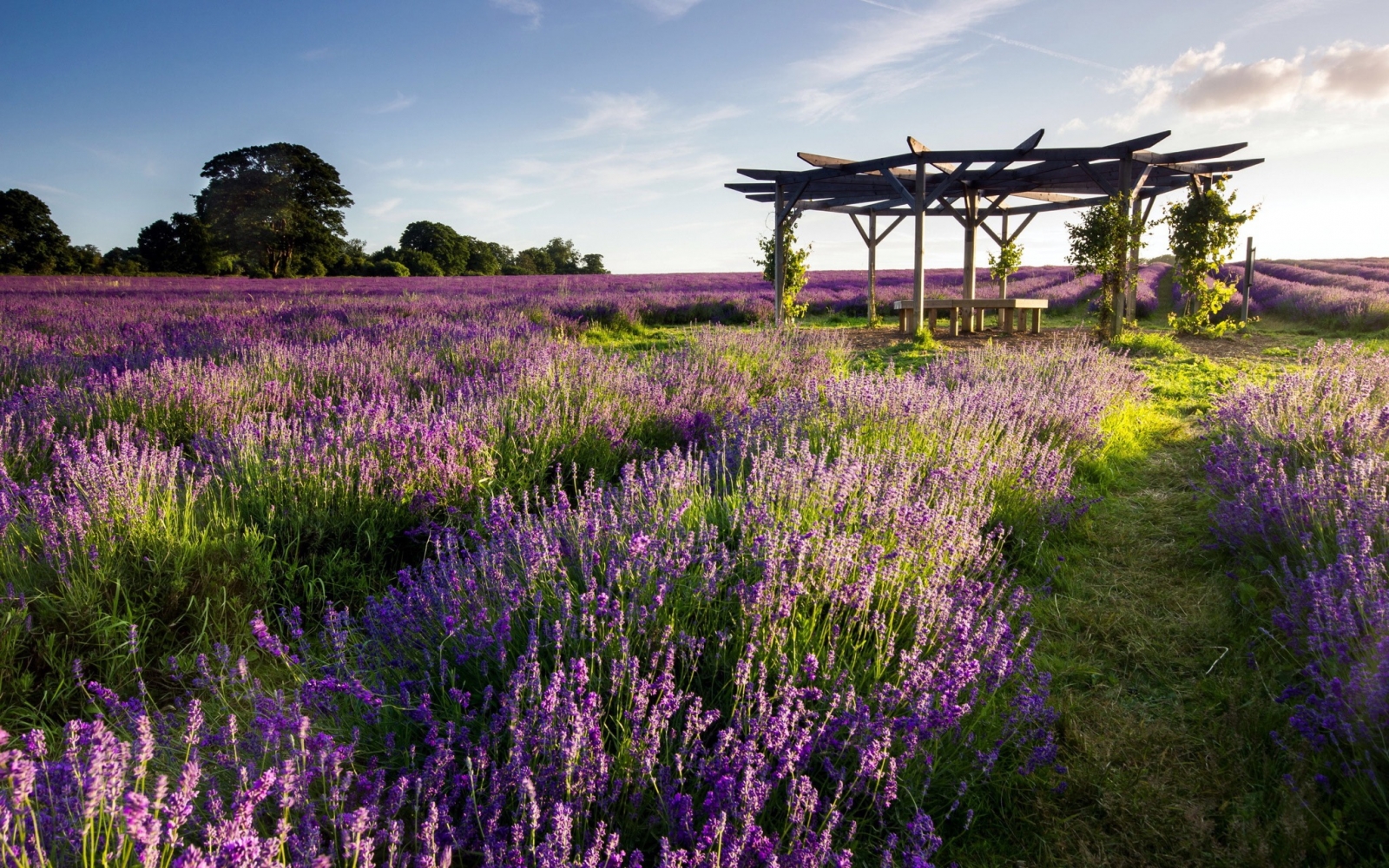 Vườn hoa lavender đẹp thơ mộng tại đà lạt