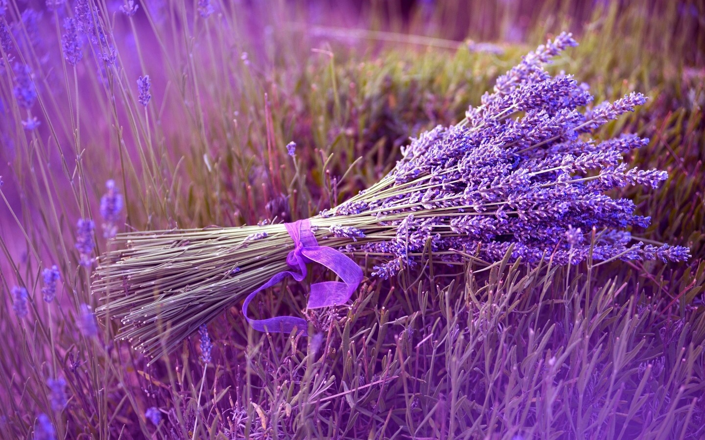 Ý nghĩa hoa lavender trong tình yêu