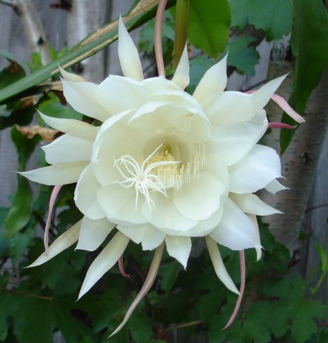 Top 10 Hoa quỳnh đẹp nhất về đêm trong vườn của bạn