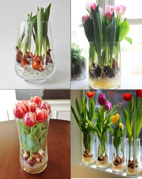 Thời gian hoa tulip nở hoa