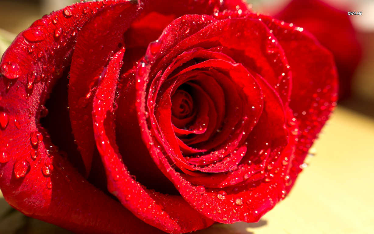 Ý nghĩa hoa hồng nhung đỏ