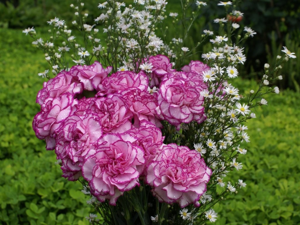 Trang trí sân vườn với khóm hoa cẩm chướng xinh