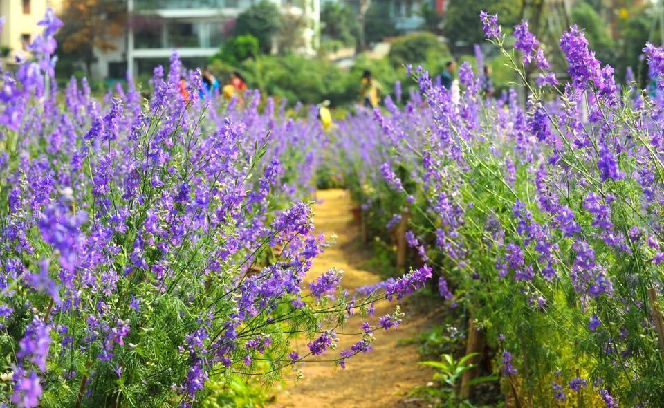 Cách trồng và chăm sóc hoa violet 