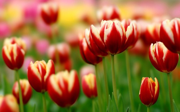 tulip hoa