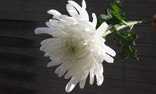 Hoa cúc trắng mang nỗi buồn khó tả