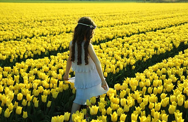 Vẻ đẹp hoa tulip vàng