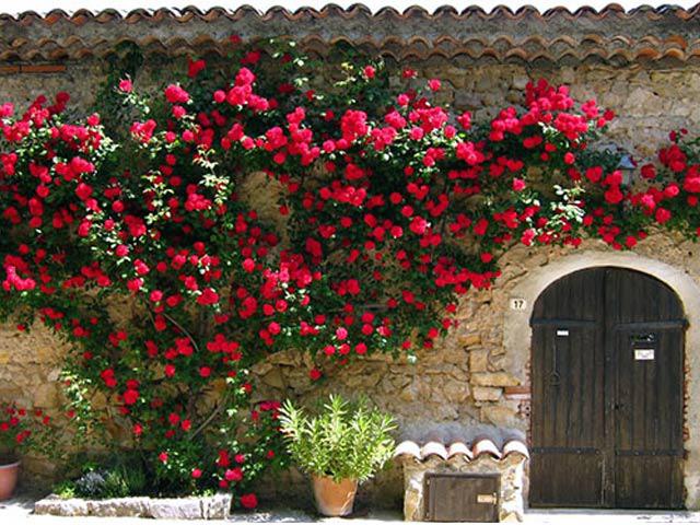 vườn hồng đỏ trước nhà