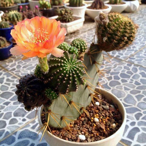 Cây xương rồng tặng tốt nghiệp