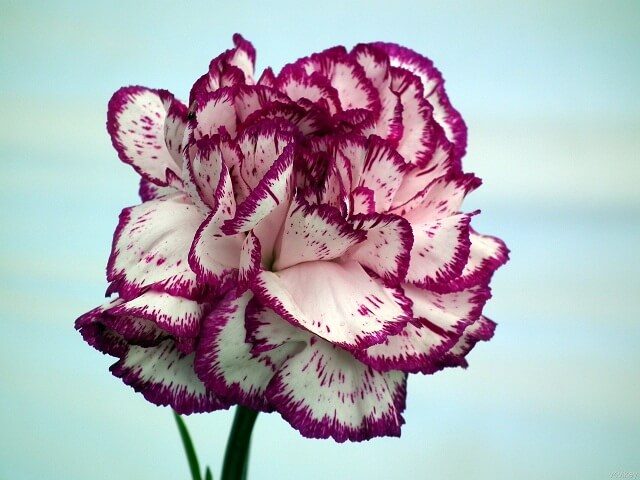 Cây hoa Cẩm Chướng  Cây cảnh xinh xắn  Ngoại Thất Xanh
