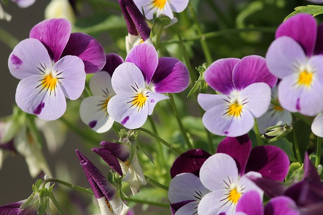 Ý nghĩa bông hoa violet