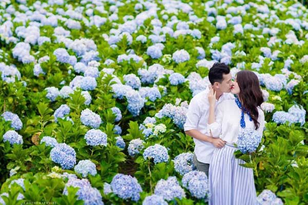 Ý nghĩa trong tình yêu của hoa cẩm tú cầu