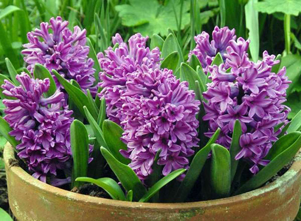 Ý nghĩa hoa dạ lan hương xin lỗi