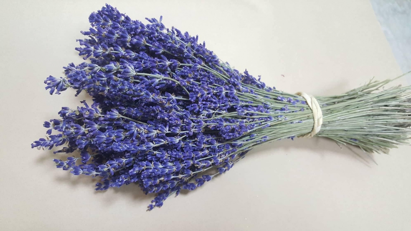 Hoa Lavender đại diện cho tình yêu chung thủy
