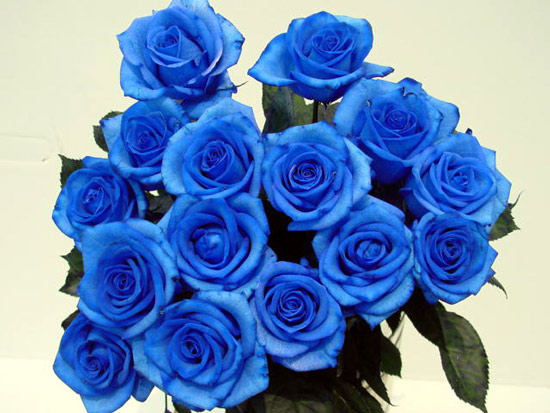 Ý nghĩa của hoa màu xanh dương