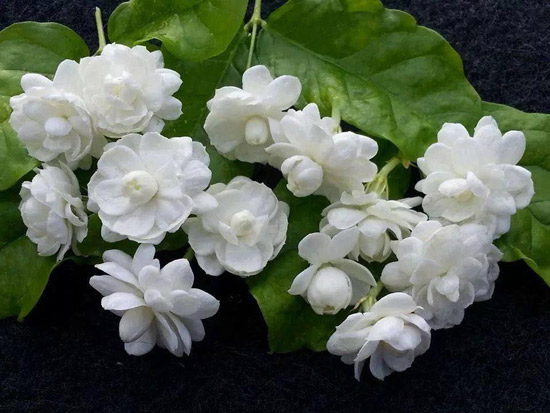 Ý nghĩa hoa nhài màu trắng