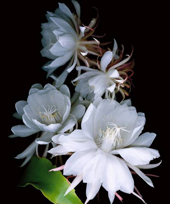 Nhìn thấy bức tranh này, bạn sẽ cảm nhận được rõ sự tinh tế và thu hút của vẻ đẹp Hoa Quỳnh. Một hình ảnh tựa như thiên đường hoa nở rộ, sẽ khiến bạn không thể rời mắt.