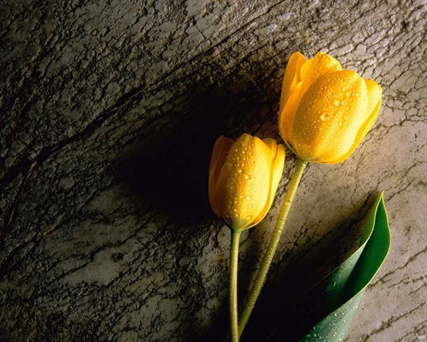 Ý nghĩa hoa tulip vàng trong đời sống