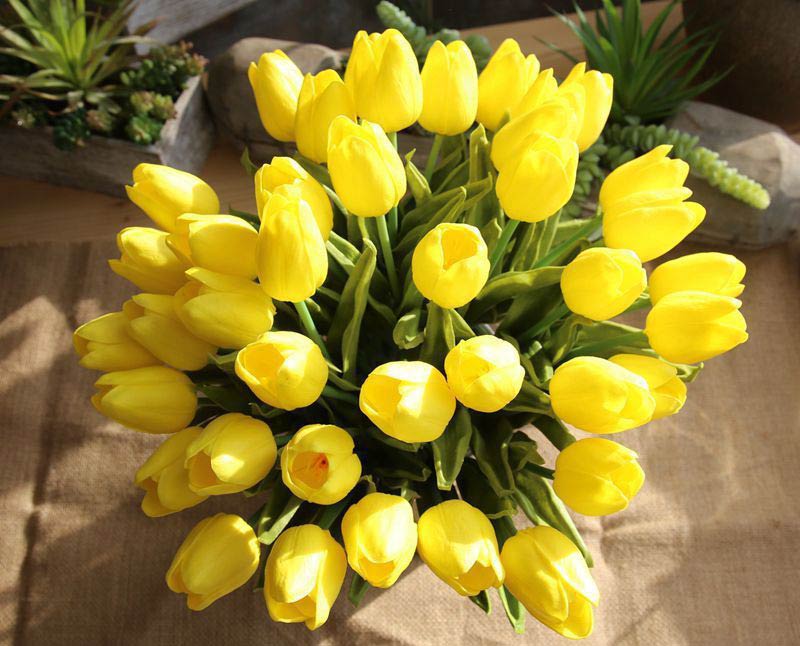 Hình ảnh hoa tulip vàng đẹp 