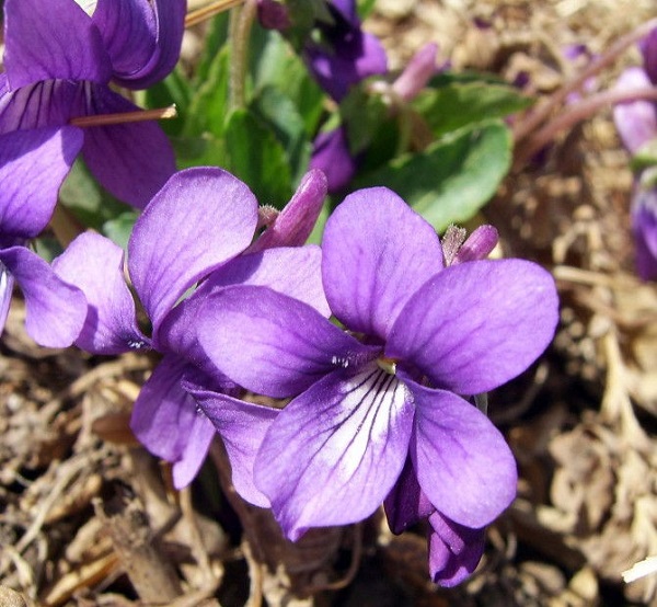 Cách Vẽ Hoa Violet Đơn Giản Đẹp Nhẹ Nhàng Sinh Động